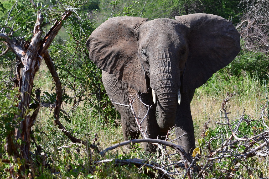 Tarangire NP